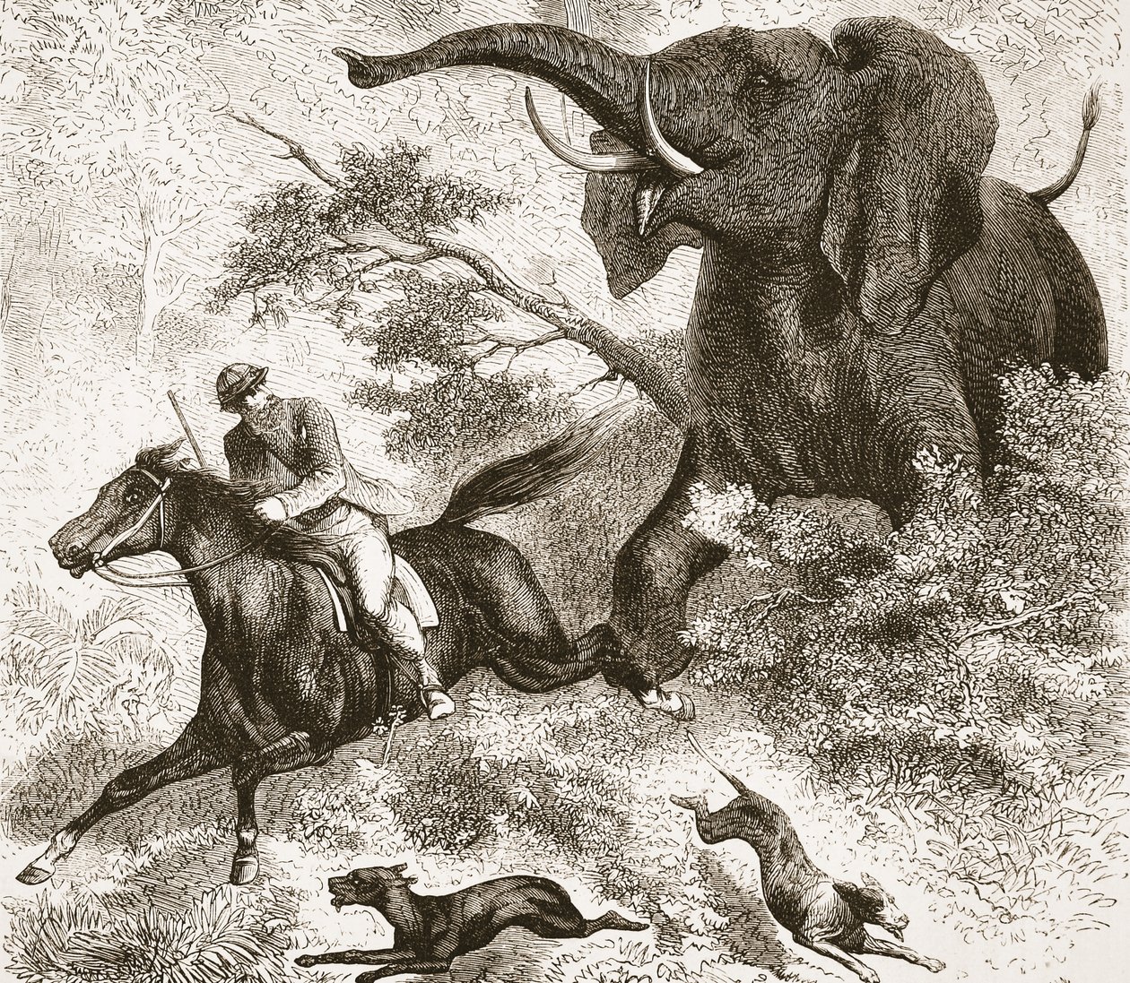 Elefantin jahtaama, kuvitus J. Ewing Richien David Livingstonen elämän ja löytöjen kuvapainoksesta, pub. kirjoittanut A. Fullarton & Co., 1876 tekijältä English School