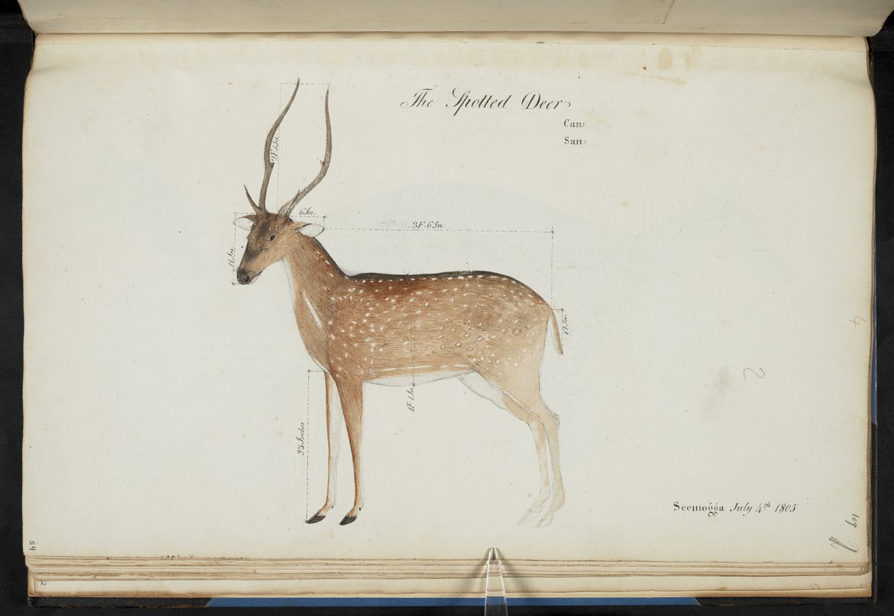 Chital. "Cervus-akseli". Alkuperäiset kirjoitukset: "Spotted Deer Can: San: Seemogga 4.7.1805" [mitat näkyvät]  Vesiväri.  1799-1819 tekijältä English School