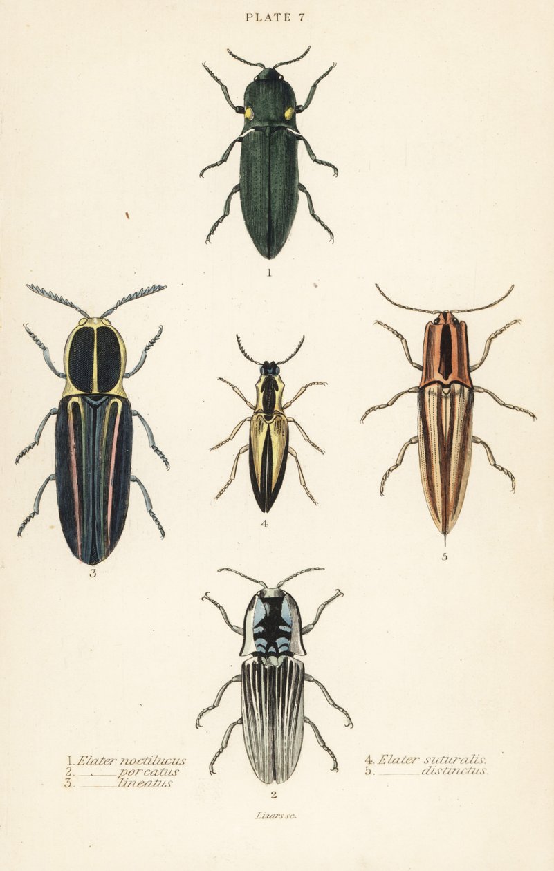 Click beetle: elastinen ajovalo, Pyrophorus nightlucus 1, Chalcolepidius porcatus 2, vuorattu napsautuskuoriainen, Agriotes lineatus 3, Elater suturalis 4 ja Semiotus differentus 5 tekijältä English School