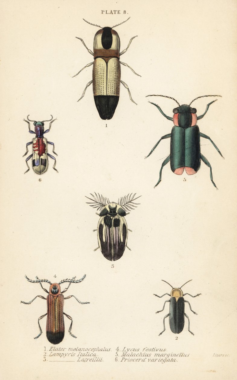 Klikkakuoriaiset: Melanoxanthus melanocephalus 1, Lucola italica 2, Lampyris latreillii 3, Lycus festivus 4, pehmeäsiipinen kukkakuoriainen, Clanoptilus marginellus 5 ja Priocera variegatus 6 tekijältä English School