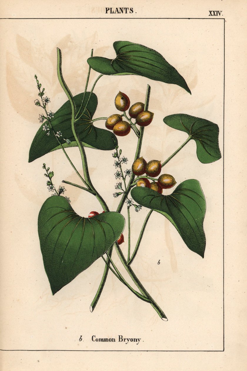 Tavallinen bryony kultaisilla marjoilla. Bryonia alba   , julkaisusta "The Instructive Picturebook, or Lessons from the Vegetable World", [Charlotte Mary Yonge], Edinburgh tekijältä English School