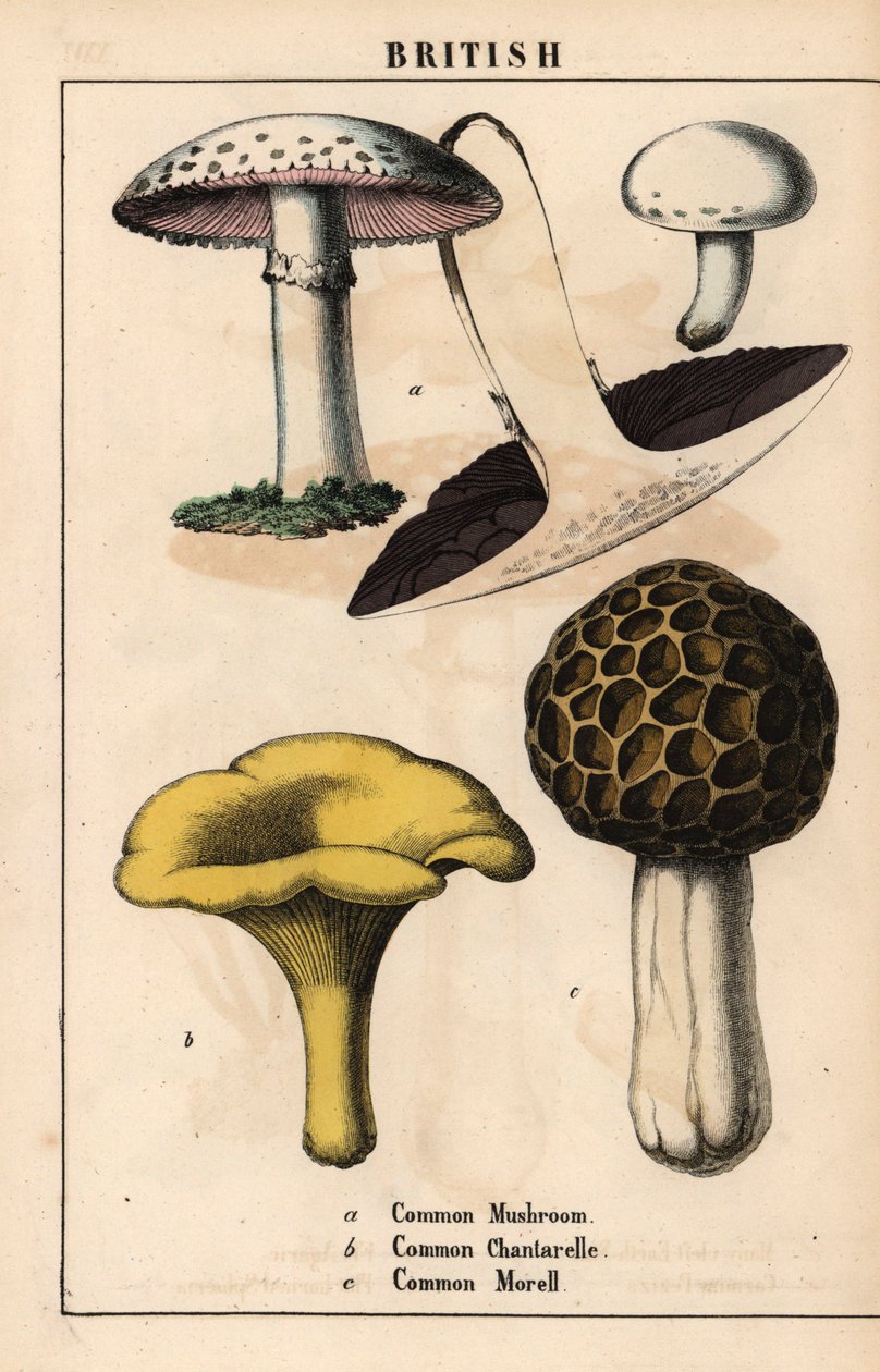 Harillinen sieni Agaricus, kultainen kantarellisieni Cantharellus cibarius ja morchella esculenta   , julkaisusta "The Instructive Picturebook, or Lessons from the Vegetable World", [Charlotte Mary Yonge], Edinburgh tekijältä English School