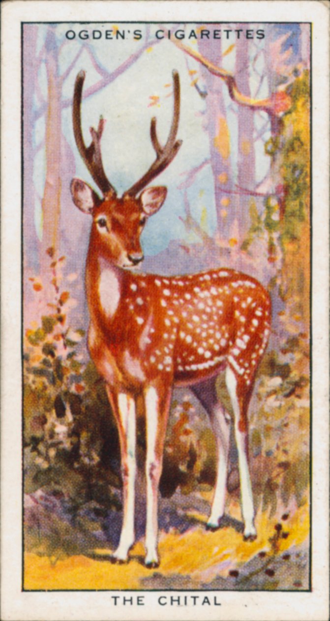 Suojavärit, eläimet, Chital (värilitro) tekijältä English School