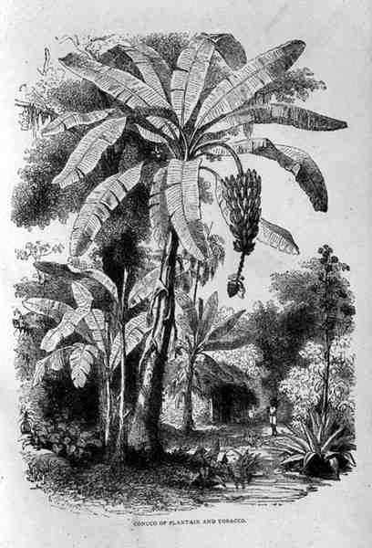 Samuel Hazardin vuonna 1873 julkaisema "Conuco of Plantain and Tobacco, from Santo Domingo Past and Present", Santo Domingo Past and Present. tekijältä English School