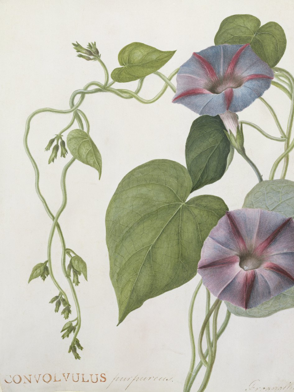 Convolvulus Purpurus (wc vellum) tekijältä English School