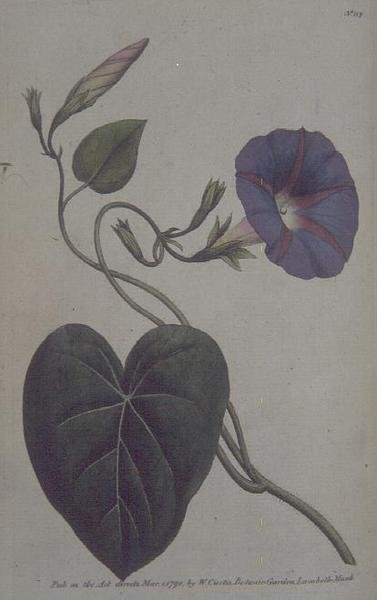 Convolvulus major tai Purple Bind Weed (Convolvulus purpureus), levy 113 William Curtisin teoksesta "The Botanical Garden" (tai "Flower Garden Displayed"), pub. 1789-90 (kaiverrus) tekijältä English School