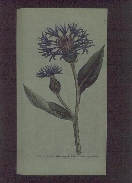 Ruiskaunokki (Centaurea montana), levy 77 William Curtisilta 
