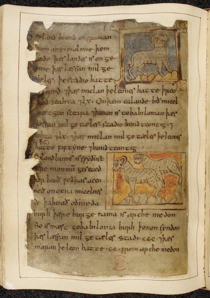 Puuvilla Vitellius A. XV f.98v, Yksisarvinen lammas, kasvot oikealle; kaksi sarvillista lammasta vasemmalle päin, Beowulfista, Nowell Codexista (muste pergamentille) tekijältä English School
