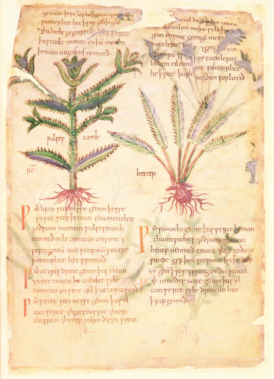 Cotton Vitellius C.III fol.30 Kuvituksia Wulfes Cambista ja Henepistä, "Dioscorides" vanhasta englantilaisesta yrtistä, alunperin kirjoittanut Apuleius (123-80 jKr) (vellum) tekijältä English School