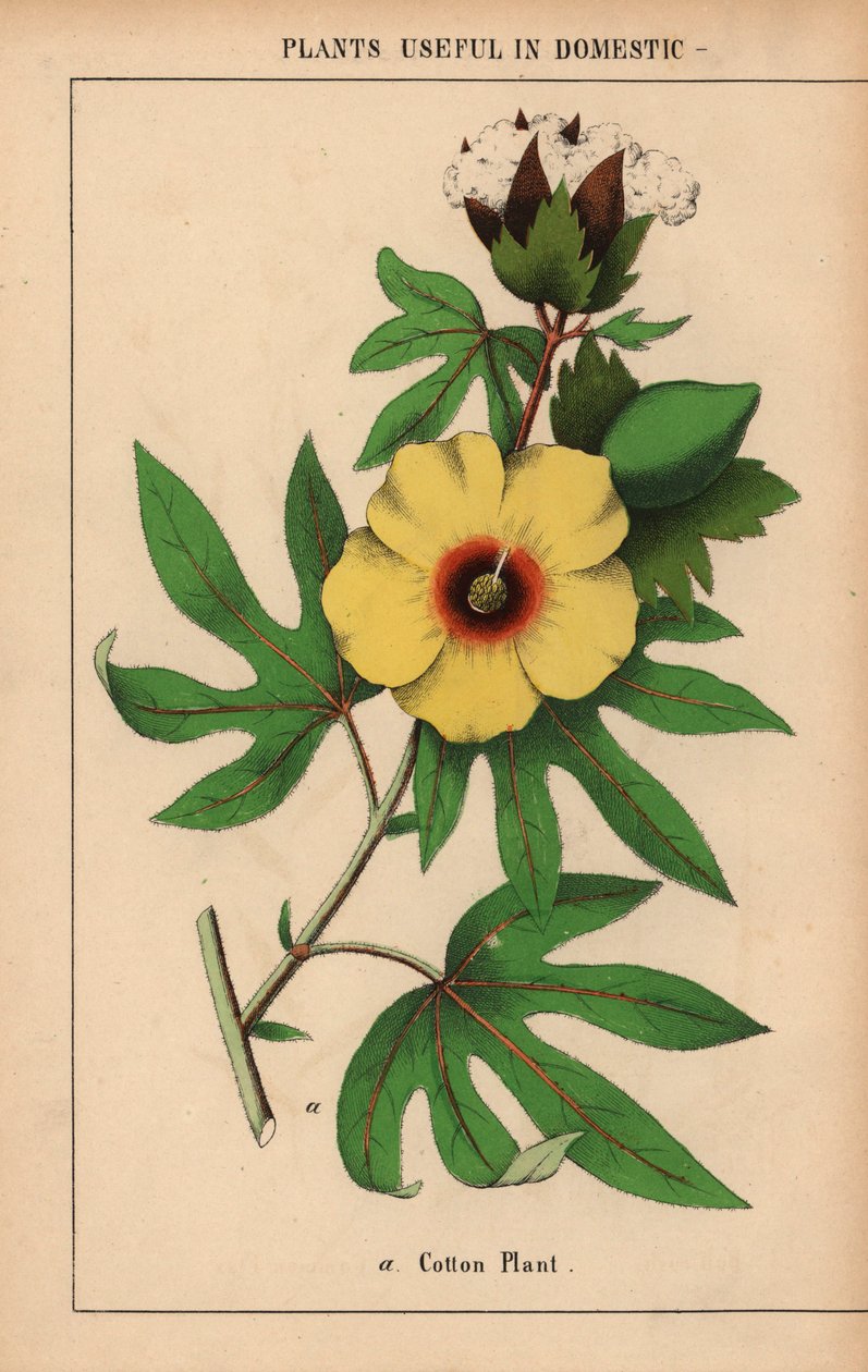 Puuvillakasvi, jossa keltainen kukka ja valkoinen puuvillapullo.  , julkaisusta "The Instructive Picturebook, or Lessons from the Vegetable World", [Charlotte Mary Yonge], Edinburgh tekijältä English School