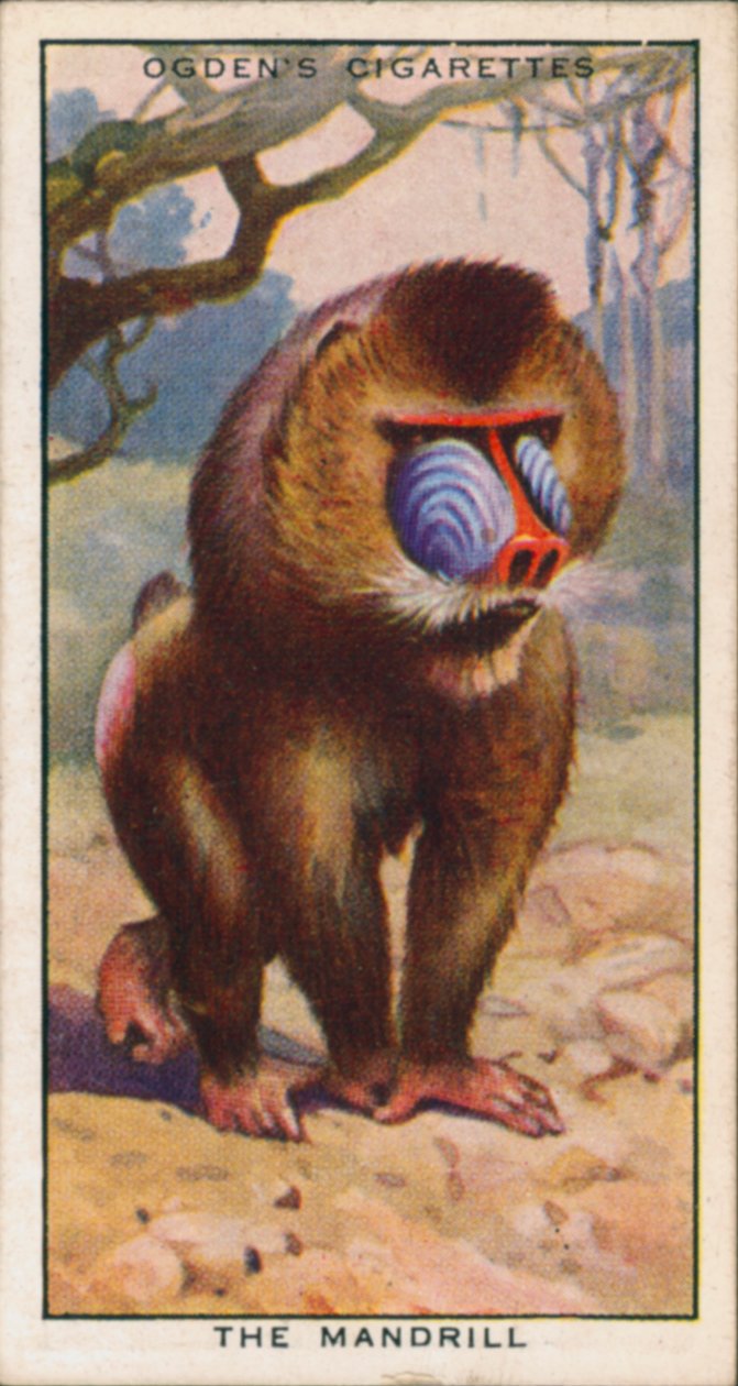 Kosiskeluvärit, eläimet, Mandrill (värilitro) tekijältä English School