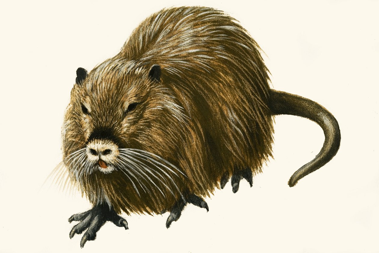 Coypu tekijältä English School