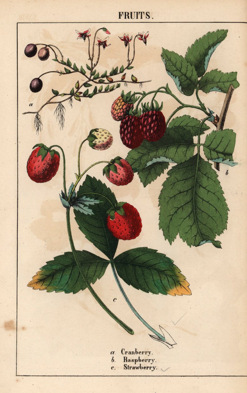 Karpalo, vadelma ja mansikka hedelmät.   , julkaisusta "The Instructive Picturebook, or Lessons from the Vegetable World", [Charlotte Mary Yonge], Edinburgh tekijältä English School