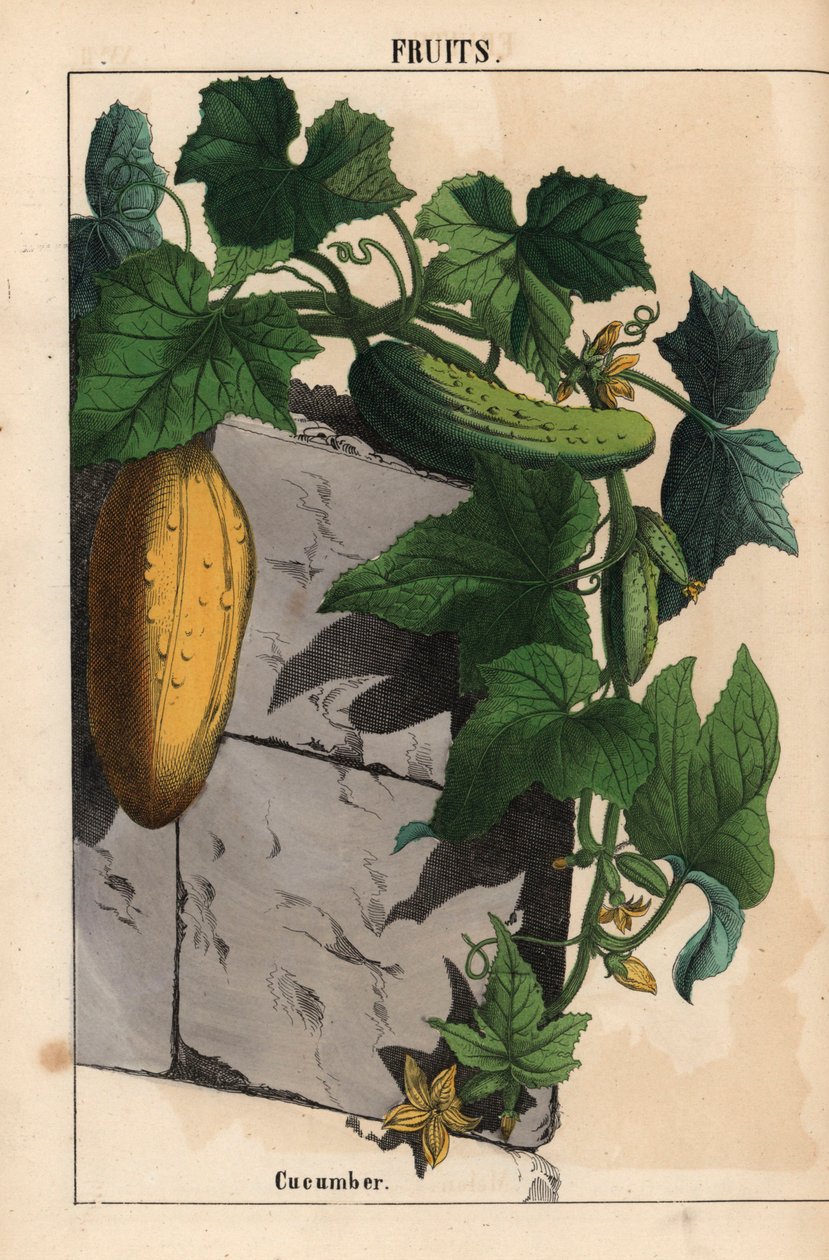 Kurkkukasvi keltaisella kypsymättömällä ja kypsällä vihreällä kurkun hedelmillä Cucumis sativus   , julkaisusta "The Instructive Picturebook, or Lessons from the Vegetable World", [Charlotte Mary Yonge], Edinburgh tekijältä English School