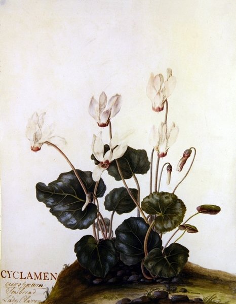 Cyclamen European Sowbred Lady Clarendon (akvarelli vellum) tekijältä English School