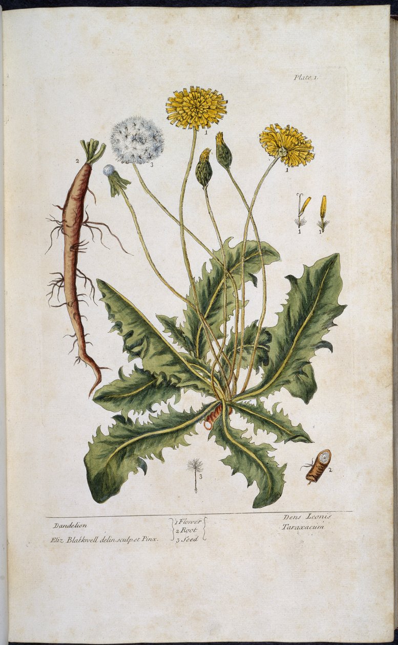 Voikukka, Elizabeth Blackwellin teoksesta A Curious Herbal... tekijältä English School