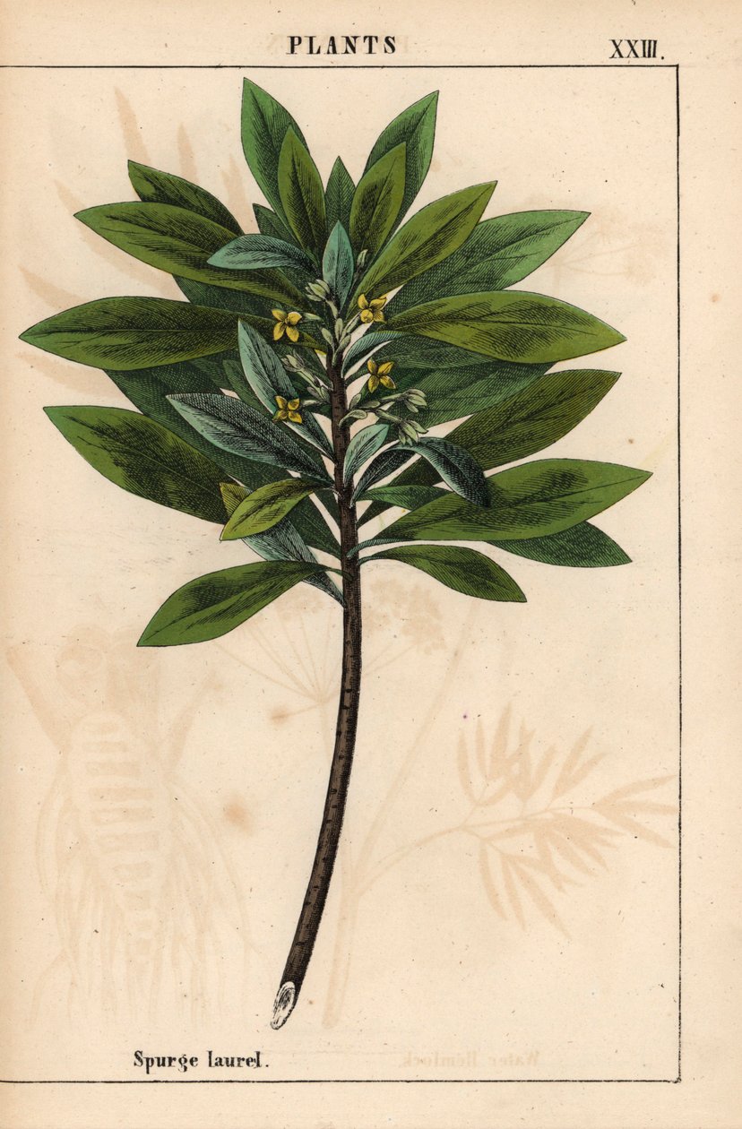 Daphne laureola tai Spurge-laurel   , julkaisusta "The Instructive Picturebook, or Lessons from the Vegetable World", [Charlotte Mary Yonge], Edinburgh tekijältä English School