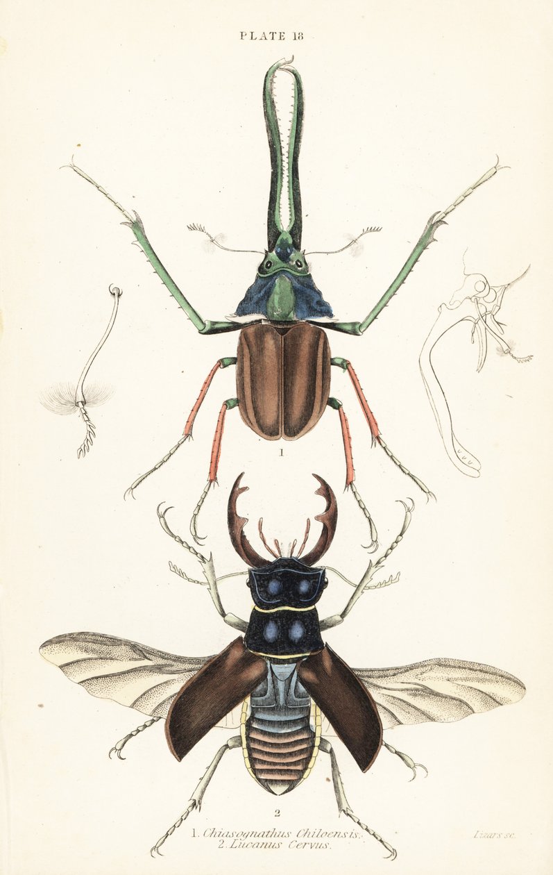 Darwinin hirvenkuoriainen, Grantin polttarikuoriainen tai Chilen polttarikuoriainen, Chiasognathus grantii 1 ja Euroopan polttarikuoriainen, Lucanus cervus tekijältä English School