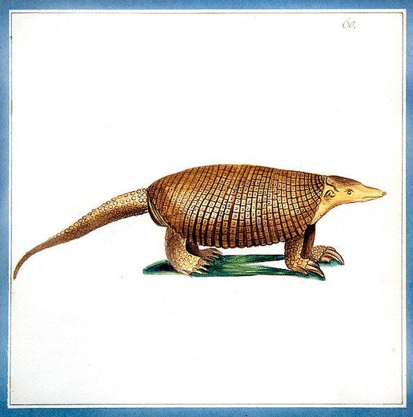 Dasypus armadillo, n. 1810 (akvarelli paperille) tekijältä English School