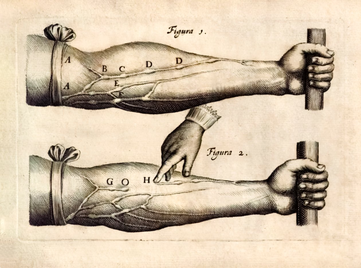 De Motu Cordi, William Harveyn (1578-1657) Sanguinis elokuvassa Animalibus (Elävien olentojen sydämen ja veren liike), joka julkaistiin ensimmäisen kerran vuonna 1628 ja osoittaa kyynärvarren suoniverkoston, joka sisältää yksisuuntaisia venttiileitä. tekijältä English School