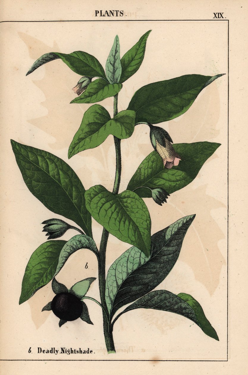 Belladonna   , julkaisusta "The Instructive Picturebook, or Lessons from the Vegetable World", [Charlotte Mary Yonge], Edinburgh tekijältä English School