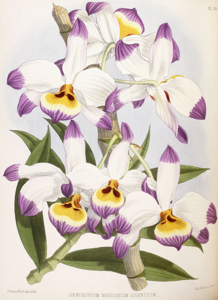 Dendrobium Wardianum Giganteum, 1824-1890 tekijältä English School