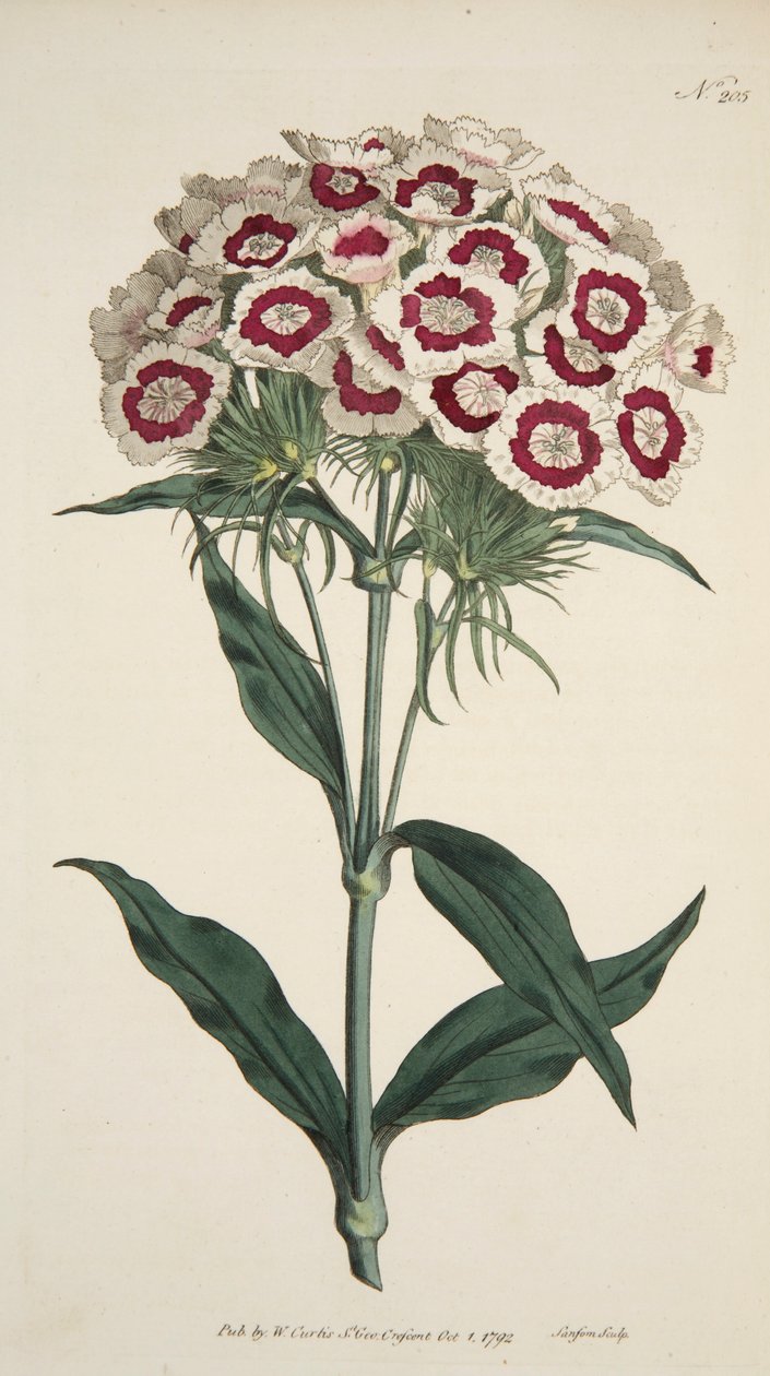 Dianthus Barbatus Bearded Pink, pub. 1792 käsinvärjätty kaiverrus. tekijältä English School