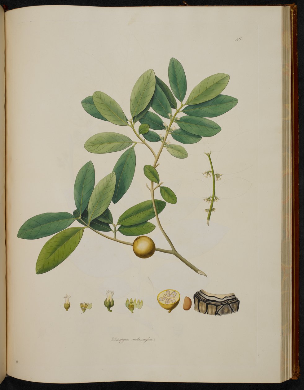 Diospyros melanoxylon, "Plants of the Coast of Coromandel" tekijältä English School
