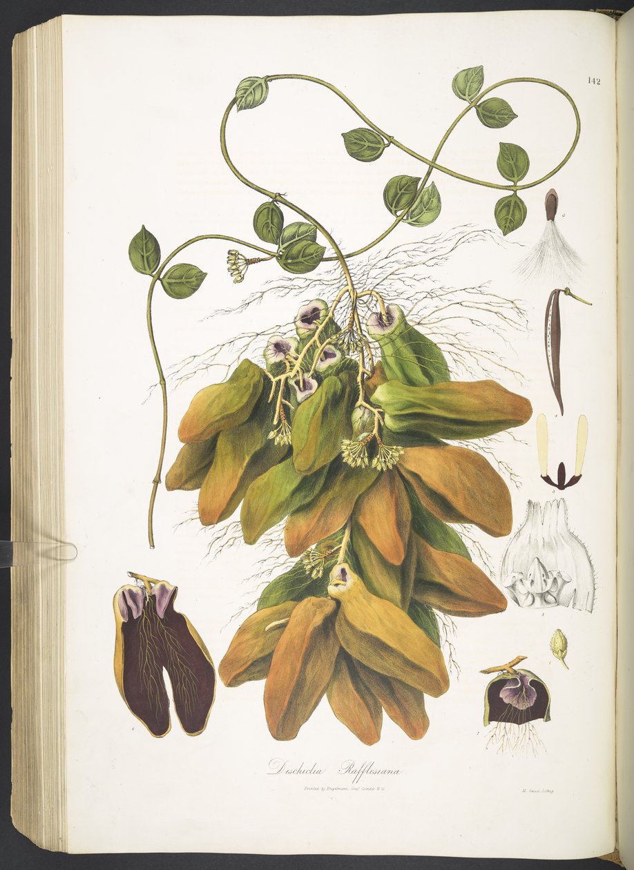 Dischidia Rafflesiana, levy 142 