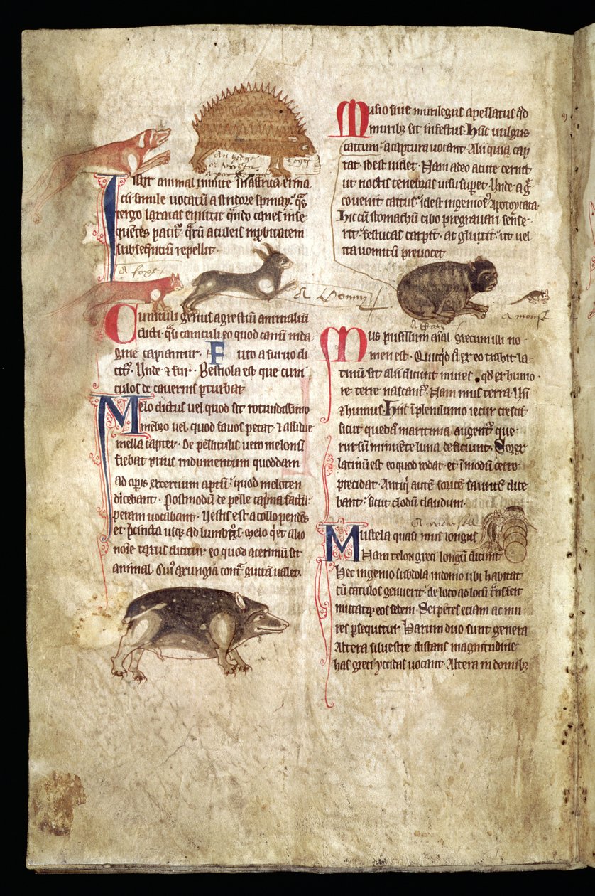 Koira jahtaa piikkisikaa, kettu jahtaa jänistä, kissa jahtaa hiirtä jne., englantilainen bestiary, 1200-luvun alku (pergamentti). tekijältä English School