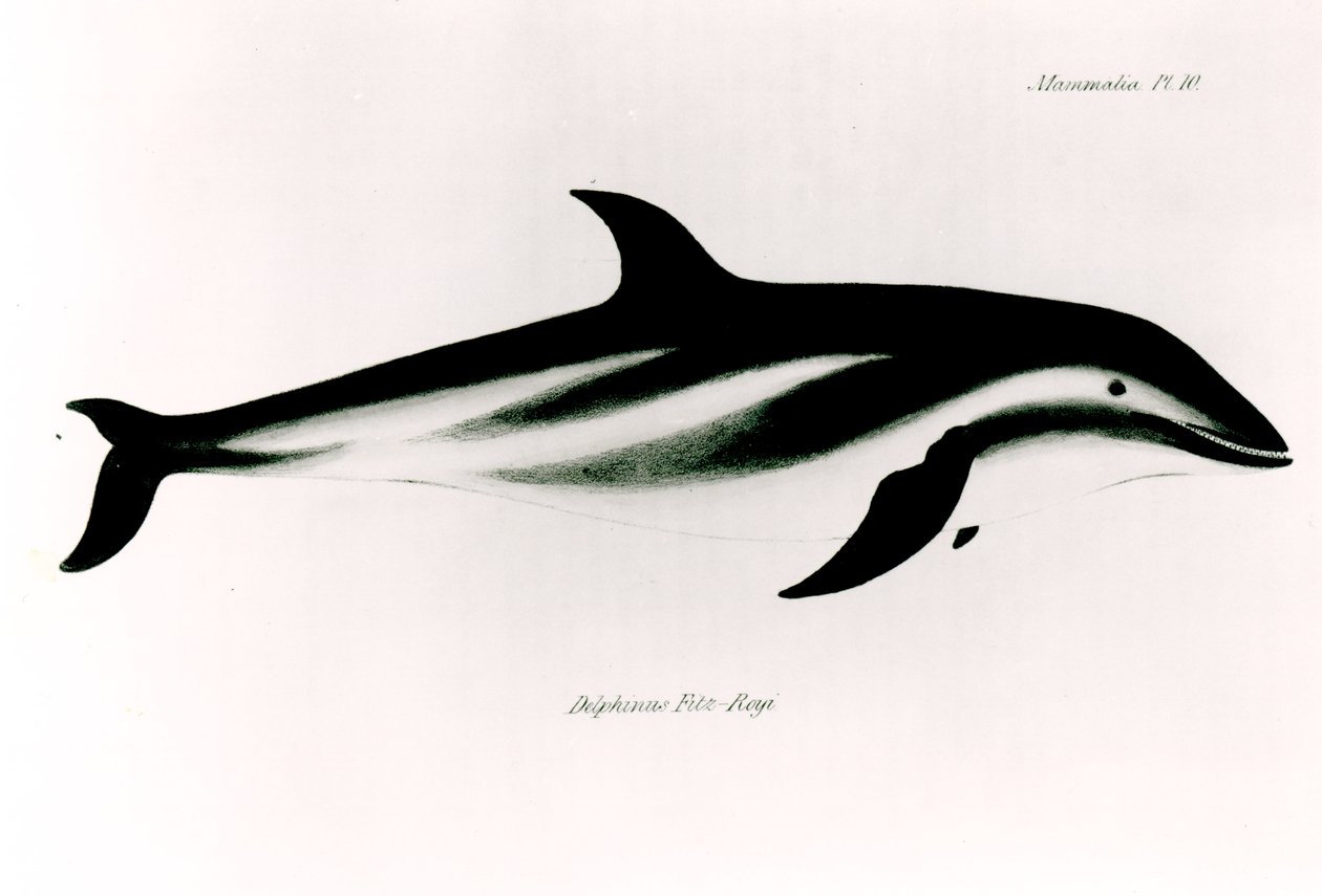 Dolphin, kuvitus Charles Darwinin (1809-92) teoksesta "The Zoology of the Voyage of H.M.S Beagle, 1832-36" tekijältä English School