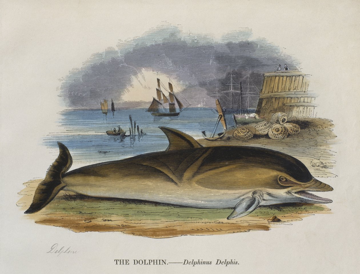 Delfiini rannalla, 1823 (värikaiverrus) tekijältä English School