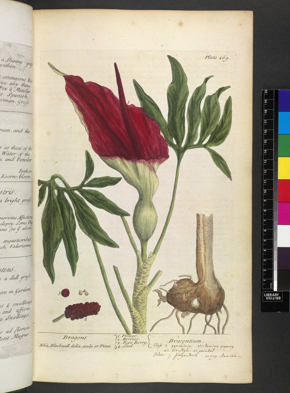 Dracontium, Elizabeth Blackwellin teoksesta A Curious Herbal... tekijältä English School