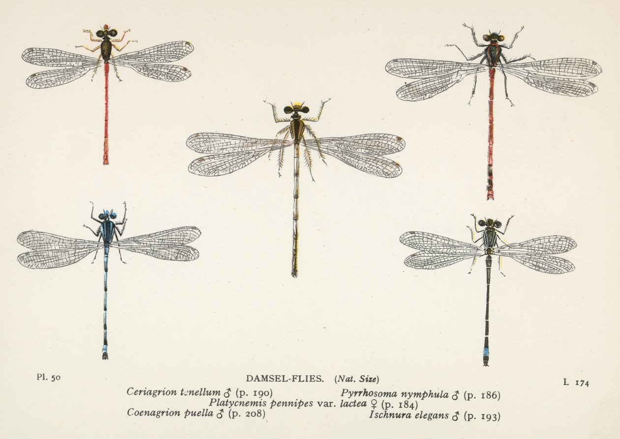 Sudenkorennot: Damsel-Flies (värilitro): Damsel-Flies (värilitro) tekijältä English School