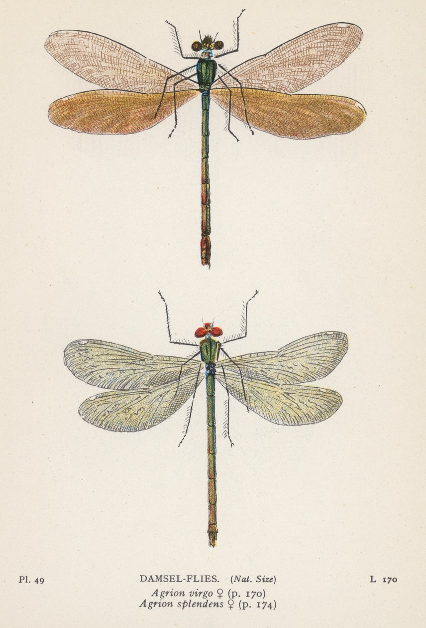 Sudenkorennot: Damsel-Flies (värilitro): Damsel-Flies (värilitro) tekijältä English School