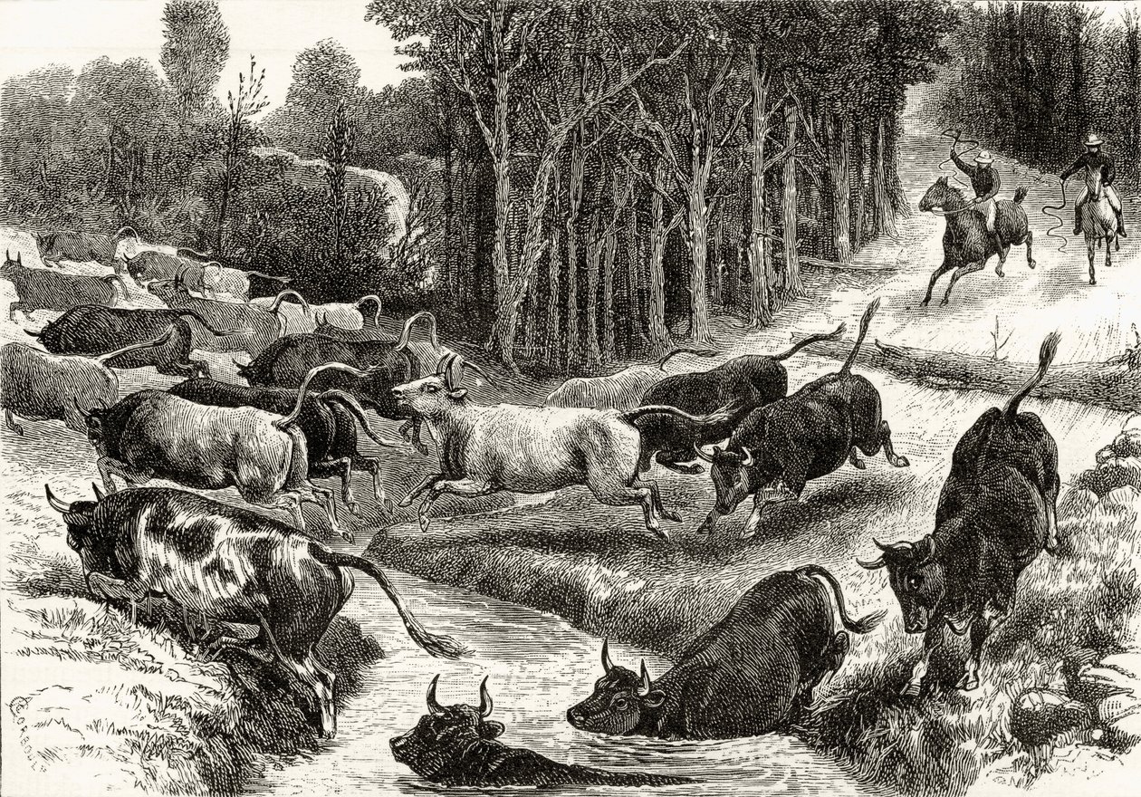 Karjan ajaminen Australiassa, n. 1880, Howard Willoughbyn "Australian Pictures" -julkaisusta, julkaisija Religious Tract Society, Lontoo, 1886 tekijältä English School
