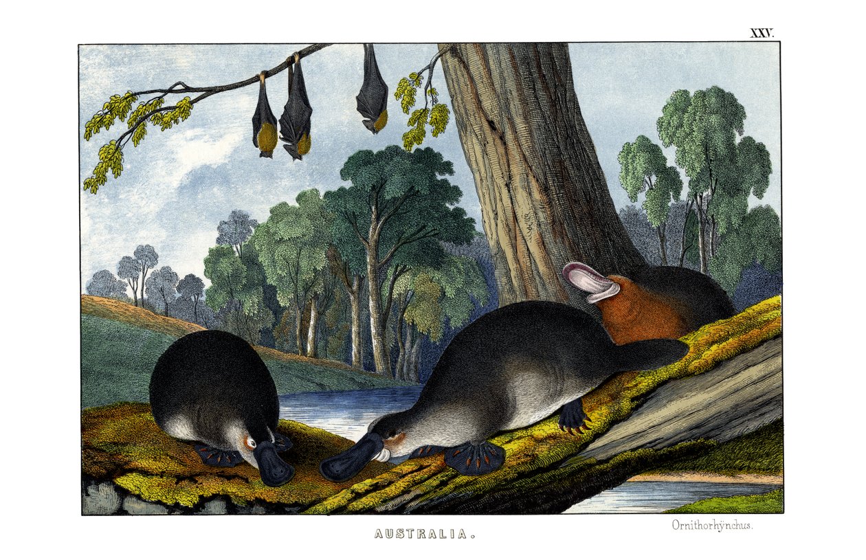 Ankkanokkainen Platypus tekijältä English School