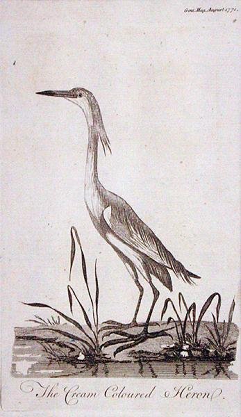 Egret, 