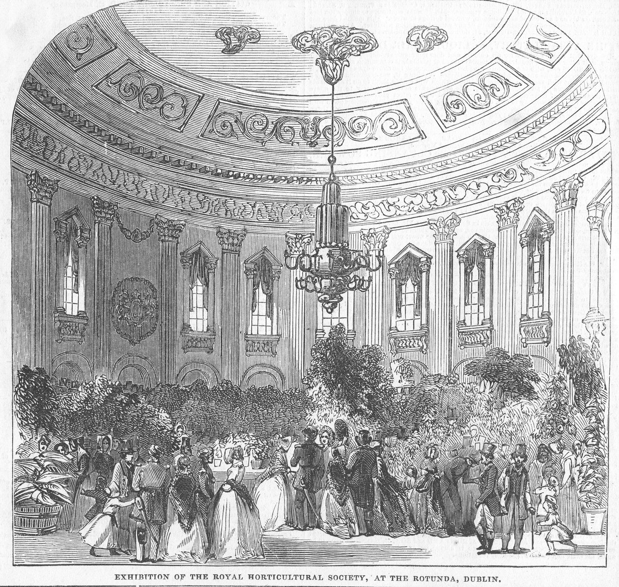 Kuninkaallisen puutarhayhdistyksen näyttely Rotundassa Dublinissa, kuvitus The Illustrated London News -lehdestä vuodelta 1854. tekijältä English School