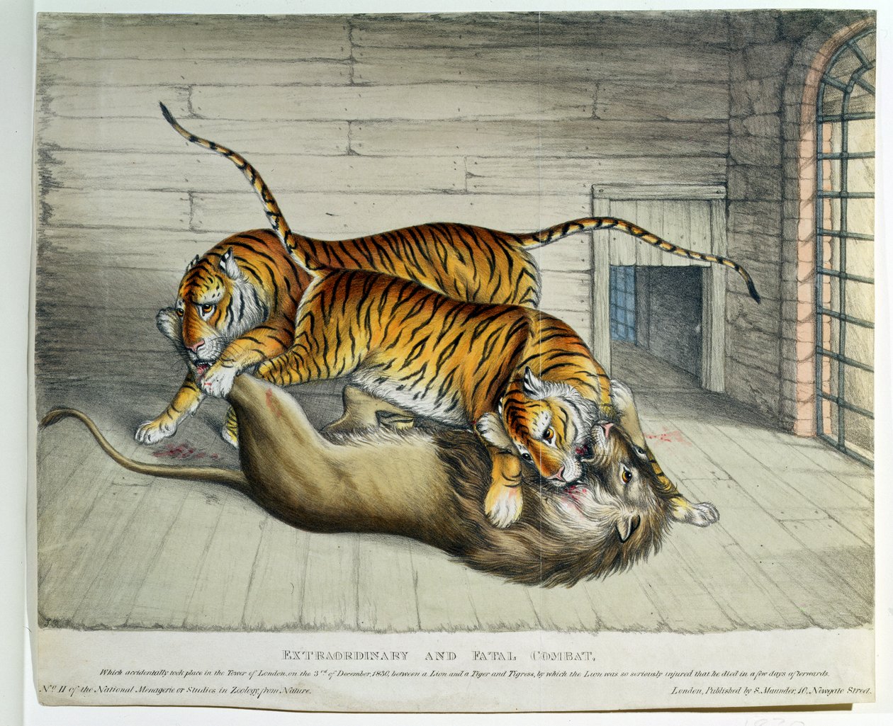 Extraordinary and Fatal Combat, 1830 (värillinen lito) tekijältä English School
