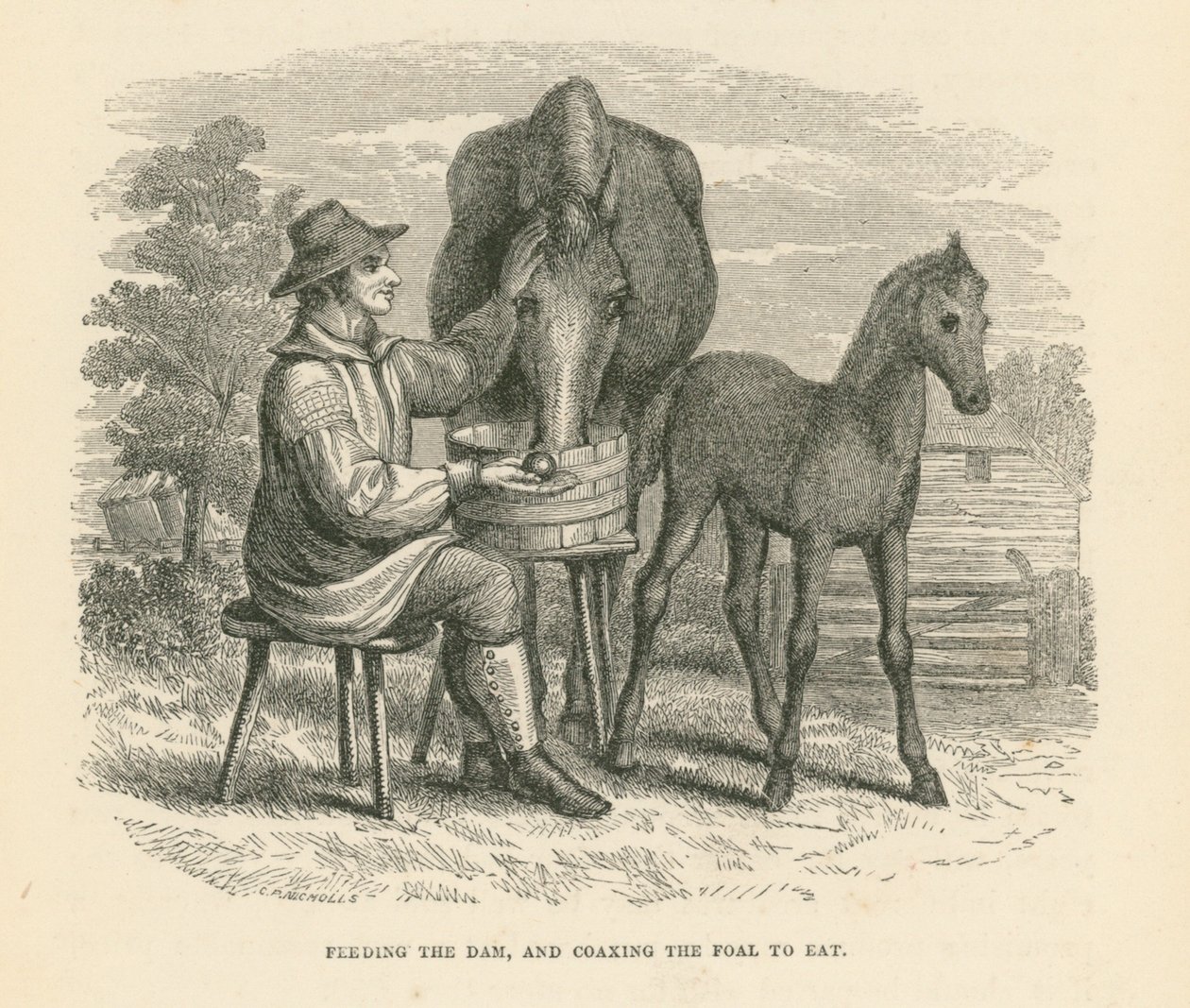 Emon ruokkiminen ja varsan houkutteleminen syömään (kaiverrus). tekijältä English School