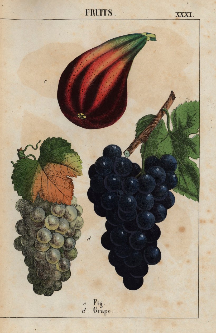 Viikuna ja viinirypäleet  , julkaisusta "The Instructive Picturebook, or Lessons from the Vegetable World", [Charlotte Mary Yonge], Edinburgh tekijältä English School