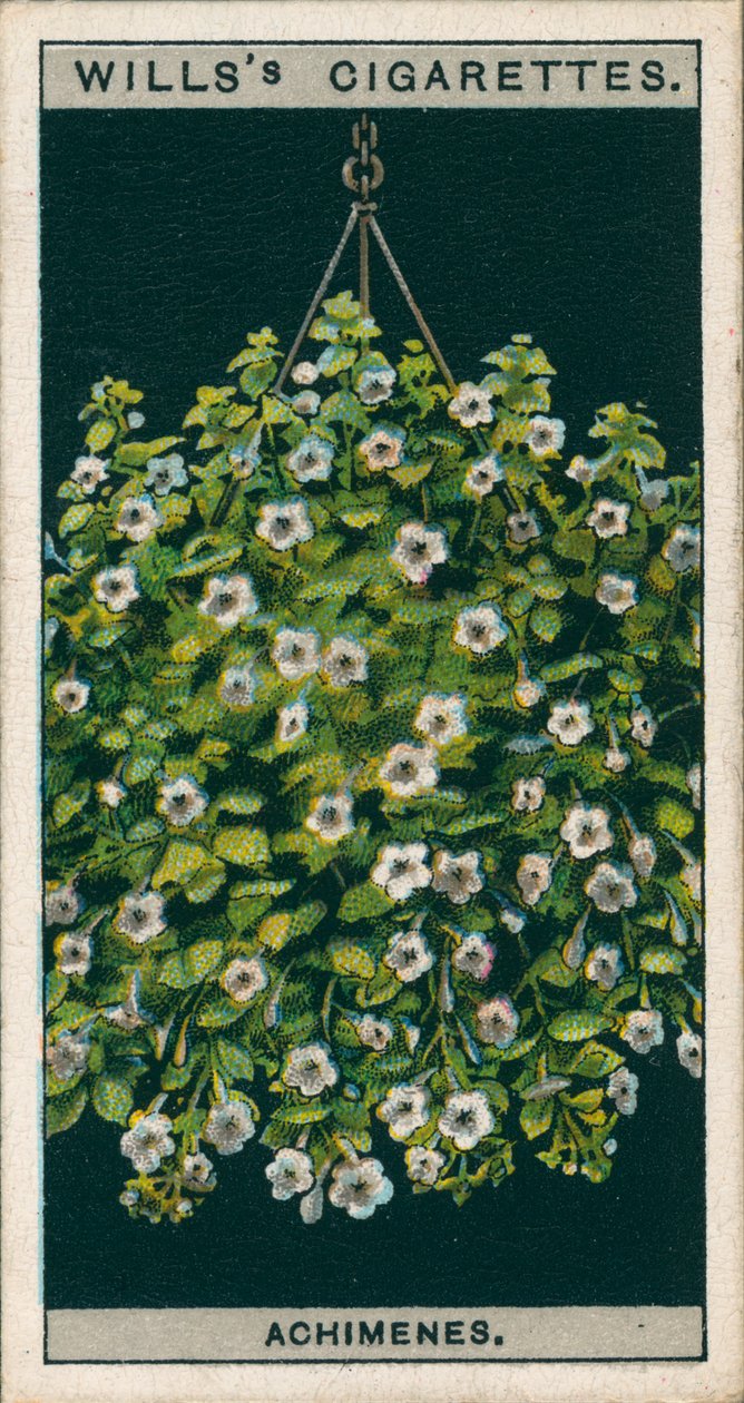 Kukkaviljely ruukuissa: Achimenes (chromolitho) tekijältä English School