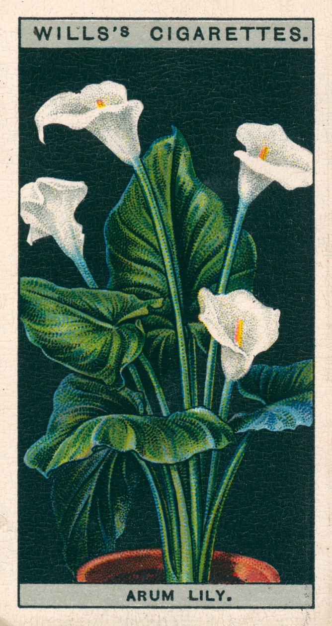 Kukkaviljely ruukuissa: Richardia (chromolitho): Arum Lily tai Richardia (chromolitho) tekijältä English School
