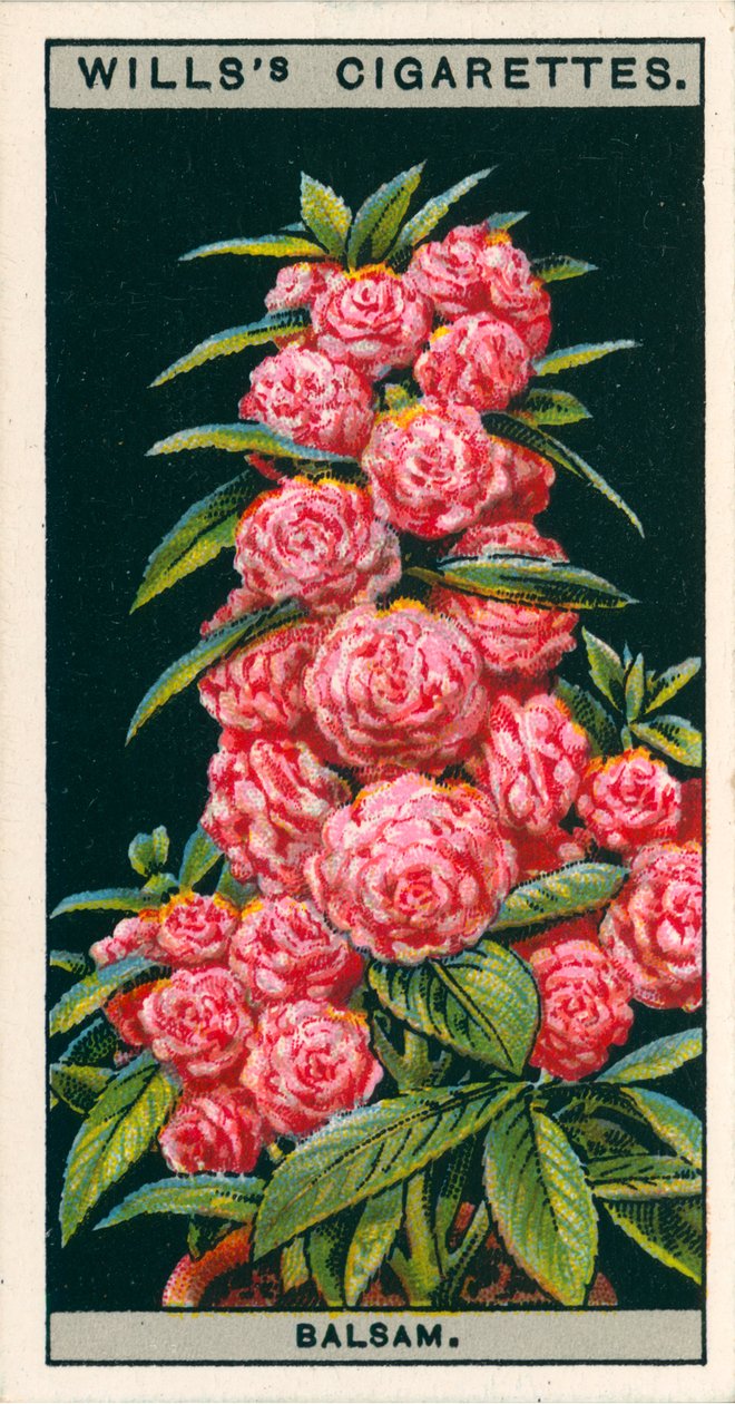 Kukkaviljely ruukuissa: (chromolitho) tekijältä English School