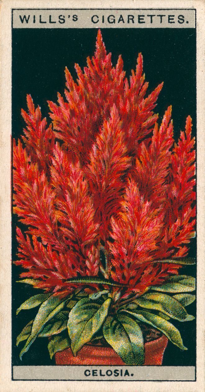 Kukkaviljely ruukuissa: Celosia (chromolitho) tekijältä English School