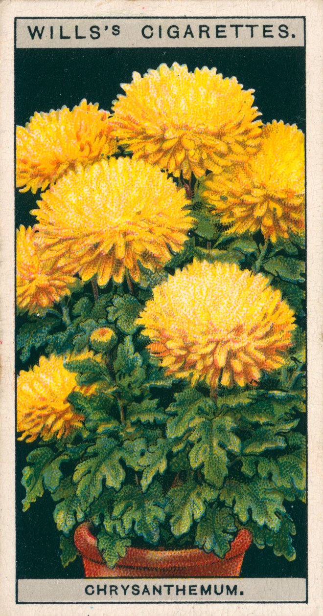 Kukkaviljely ruukuissa: Kääpiö krysanteemi (chromolitho) tekijältä English School