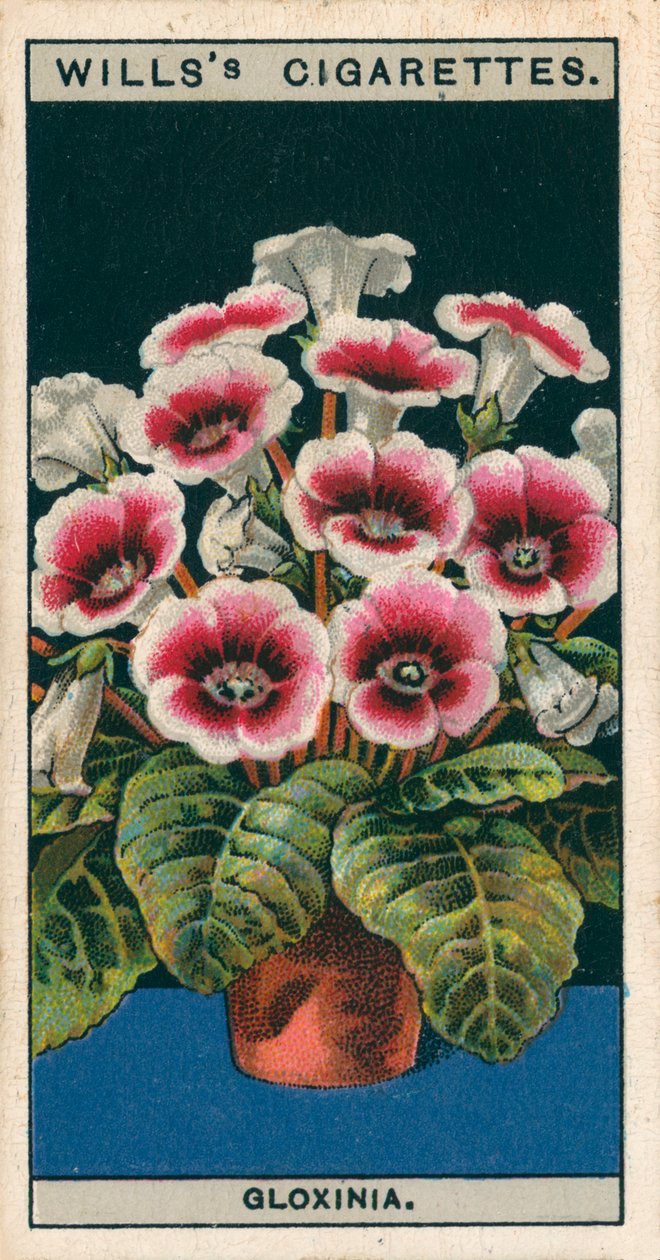 Kukkaviljely ruukuissa: Gloxinia (chromolitho) tekijältä English School