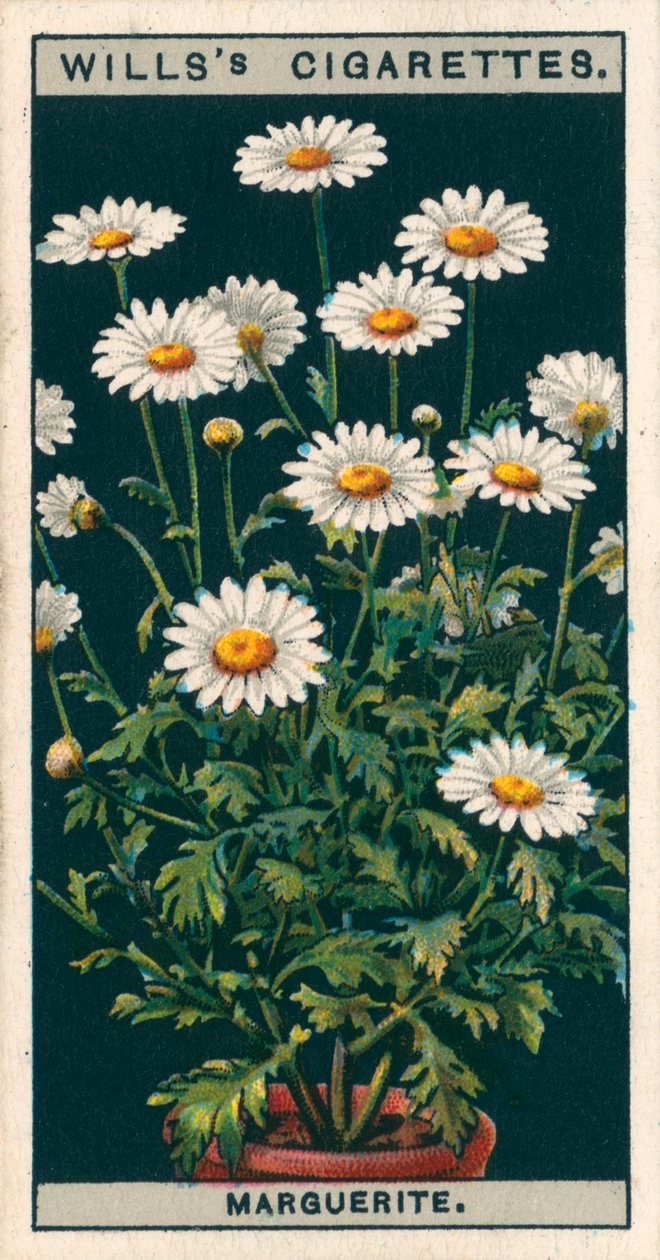 Kukkaviljely ruukuissa: Marguerite (chromolitho) tekijältä English School