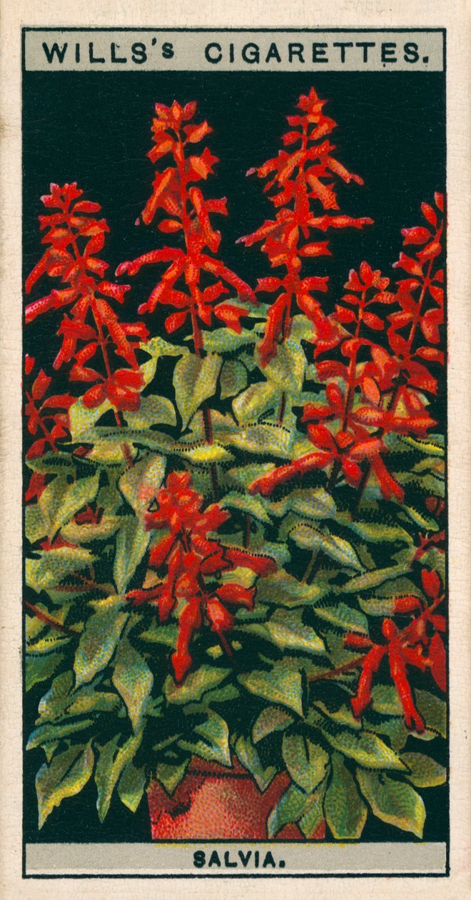 Kukkaviljely ruukuissa: Salvia (chromolitho) tekijältä English School